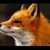 MASTERFOX360